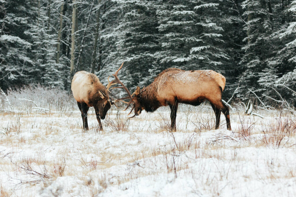 Banff wildlife tour