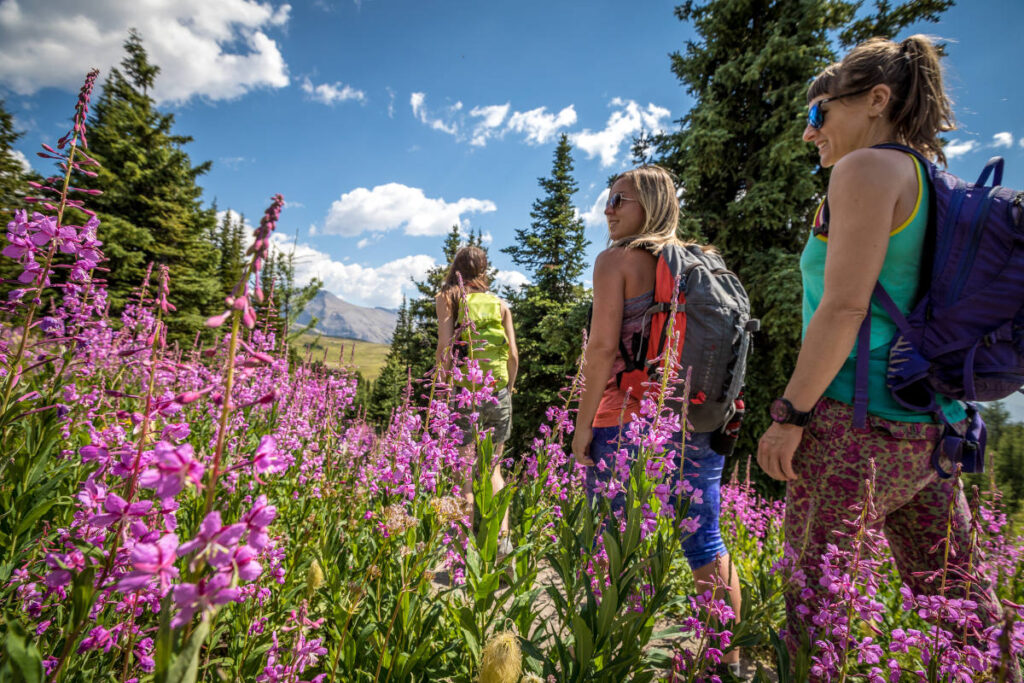 wildflowers blooming in july