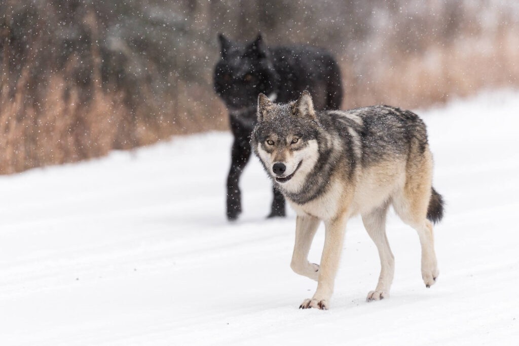 Banff Wildlife